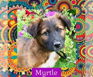 Mutt Dogs for adoption in Littleton, CO, USA
