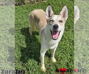 Huskies -Unknown Mix Dogs for adoption in Maryville, TN, USA