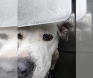 Mutt Dogs for adoption in San Antonio, TX, USA