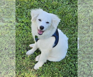 American Eskimo Dog Dogs for adoption in Pikesville, MD, USA
