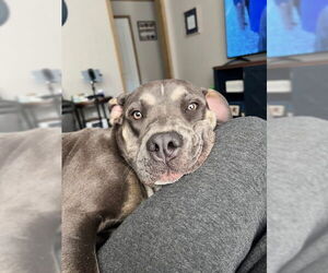 American Pit Bull Terrier-Unknown Mix Dogs for adoption in Melrose, FL, USA