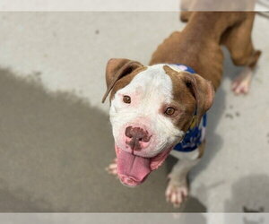 Mutt Dogs for adoption in Tulsa, OK, USA