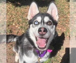Siberian Husky Dogs for adoption in Aurora, CO, USA