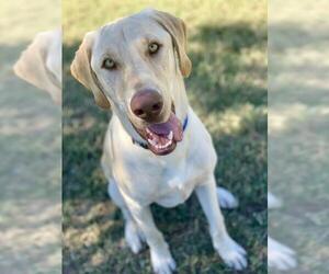 Labrador Retriever Dogs for adoption in Cypress, TX, USA