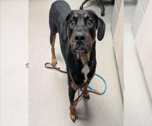 Labrador Retriever-Unknown Mix Dogs for adoption in Las Vegas, NV, USA