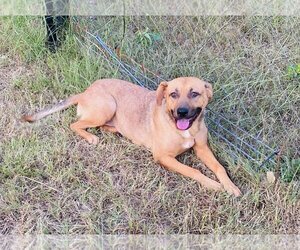 Black Mouth Cur-Unknown Mix Dogs for adoption in Quitman, MS, USA