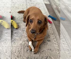 Dachshund Dogs for adoption in Los Angeles, CA, USA