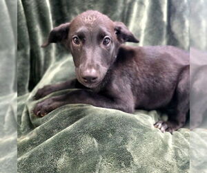 German Shepherd Dog Dogs for adoption in Long Beach, CA, USA