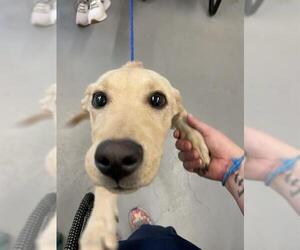 Labrador Retriever-Unknown Mix Dogs for adoption in Waco, TX, USA