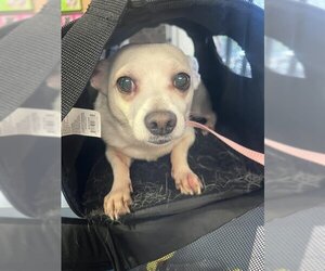 Chihuahua Dogs for adoption in Burbank, CA, USA