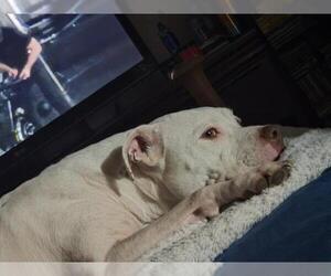 American Staffordshire Terrier Dogs for adoption in San Antonio, TX, USA