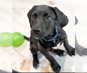 Mutt Dogs for adoption in Boston, MA, USA