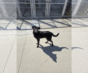 Labrador Retriever-Unknown Mix Dogs for adoption in Maquoketa, IA, USA