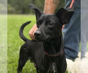 Dachshund-Unknown Mix Dogs for adoption in Yardley, PA, USA