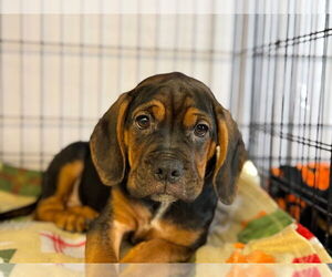 Beabull Dogs for adoption in Gloversville, NY, USA
