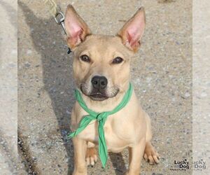 Mutt Dogs for adoption in Washington, DC, USA