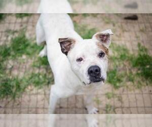 American Bulldog Dogs for adoption in Pembroke, GA, USA