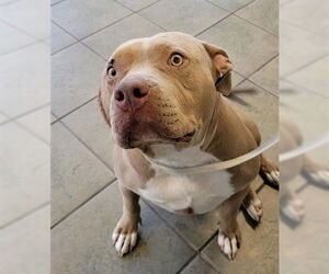 American Staffordshire Terrier Dogs for adoption in San Antonio, TX, USA