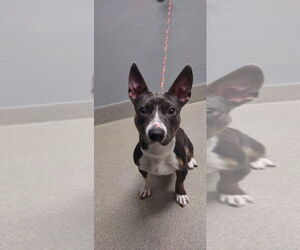 Staffordshire Bull Terrier-Unknown Mix Dogs for adoption in Las Vegas, NV, USA