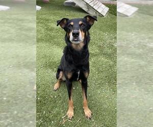 Shepweiller Dogs for adoption in Toronto, Ontario, Canada