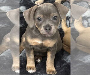 Pug-Unknown Mix Dogs for adoption in Rockaway, NJ, USA
