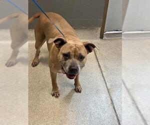 American Staffordshire Terrier Dogs for adoption in Tallahassee, FL, USA