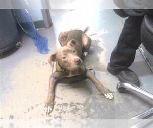 American Staffordshire Terrier-Unknown Mix Dogs for adoption in Tallahassee, FL, USA