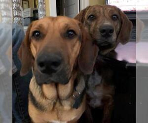 Basset Hound-Bloodhound Mix Dogs for adoption in Cologne, NJ, USA