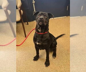 Labrottie Dogs for adoption in Maryville, TN, USA