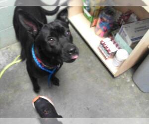 American Pit Bull Terrier-Unknown Mix Dogs for adoption in Tulsa, OK, USA
