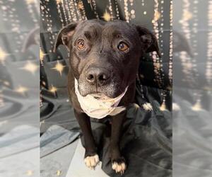 Mutt Dogs for adoption in Tulsa, OK, USA