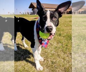 Labrador Retriever-Unknown Mix Dogs for adoption in Fargo, ND, USA