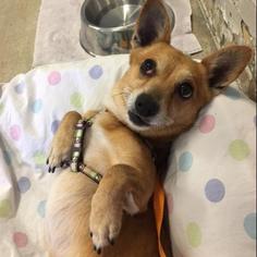 Cardigan Welsh Corgi Dogs for adoption in Austin, TX, USA