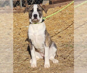 Bulldog-Unknown Mix Dogs for adoption in Wetumpka, AL, USA