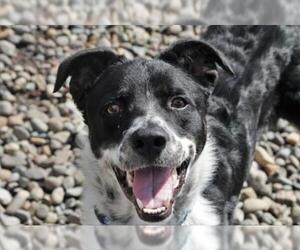 Border Collie-Unknown Mix Dogs for adoption in Washougal, WA, USA