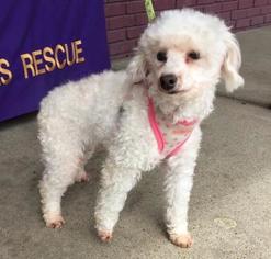 Poodle (Miniature) Dogs for adoption in North Richland Hills, TX, USA
