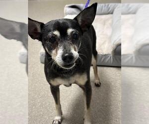 Chihuahua-Unknown Mix Dogs for adoption in Las Vegas, NV, USA