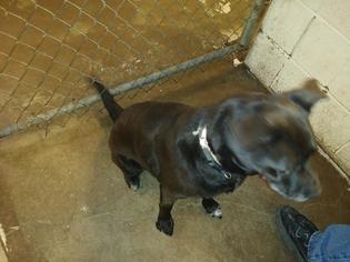 Borador Dogs for adoption in Roanoke, TX, USA
