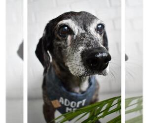 Dachshund Dogs for adoption in Friendswood, TX, USA