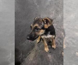 German Shepherd Dog Dogs for adoption in HESPERIA, CA, USA