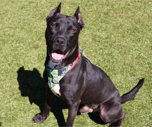 Mutt Dogs for adoption in Rockaway, NJ, USA