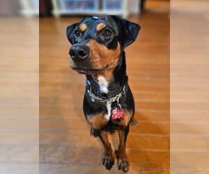 Miniature Pinscher-Unknown Mix Dogs for adoption in San Diego, CA, USA
