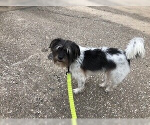 Shih Tzu-Unknown Mix Dogs for adoption in Missouri City, TX, USA