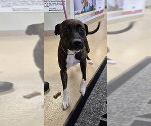 American Pit Bull Terrier Dogs for adoption in Decatur, IL, USA