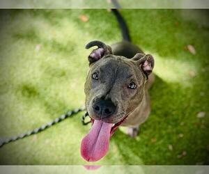 American Staffordshire Terrier Dogs for adoption in Orlando, FL, USA