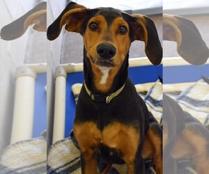 Doberman Pinscher Dogs for adoption in Siren, WI, USA