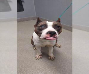 American Pit Bull Terrier-Unknown Mix Dogs for adoption in Las Vegas, NV, USA
