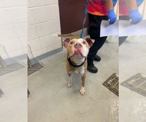 American Pit Bull Terrier Dogs for adoption in Fayetteville, NC, USA