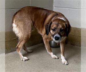 Mutt Dogs for adoption in Newton, NC, USA