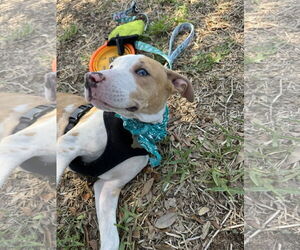 Catahoula Leopard Dog-Unknown Mix Dogs for adoption in Sanford, FL, USA